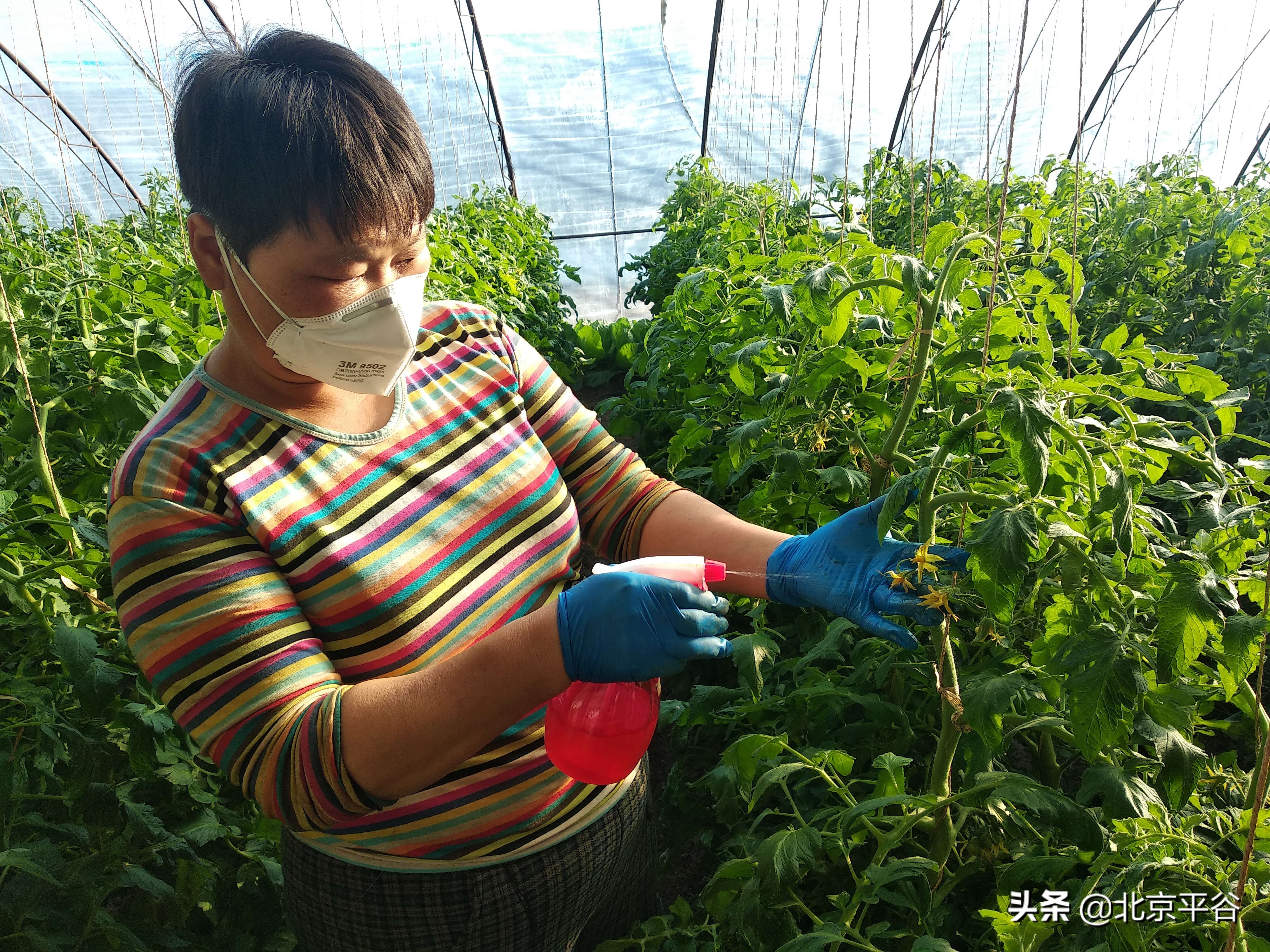 老口味西红柿即将上市 平谷夏各庄防疫春耕两不误