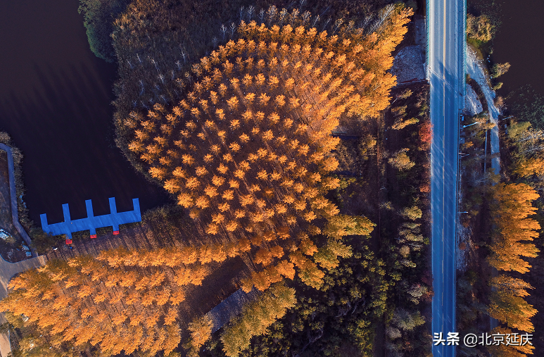 延庆高质量绿色发展见成效，金秋15万亩盛景美不胜收