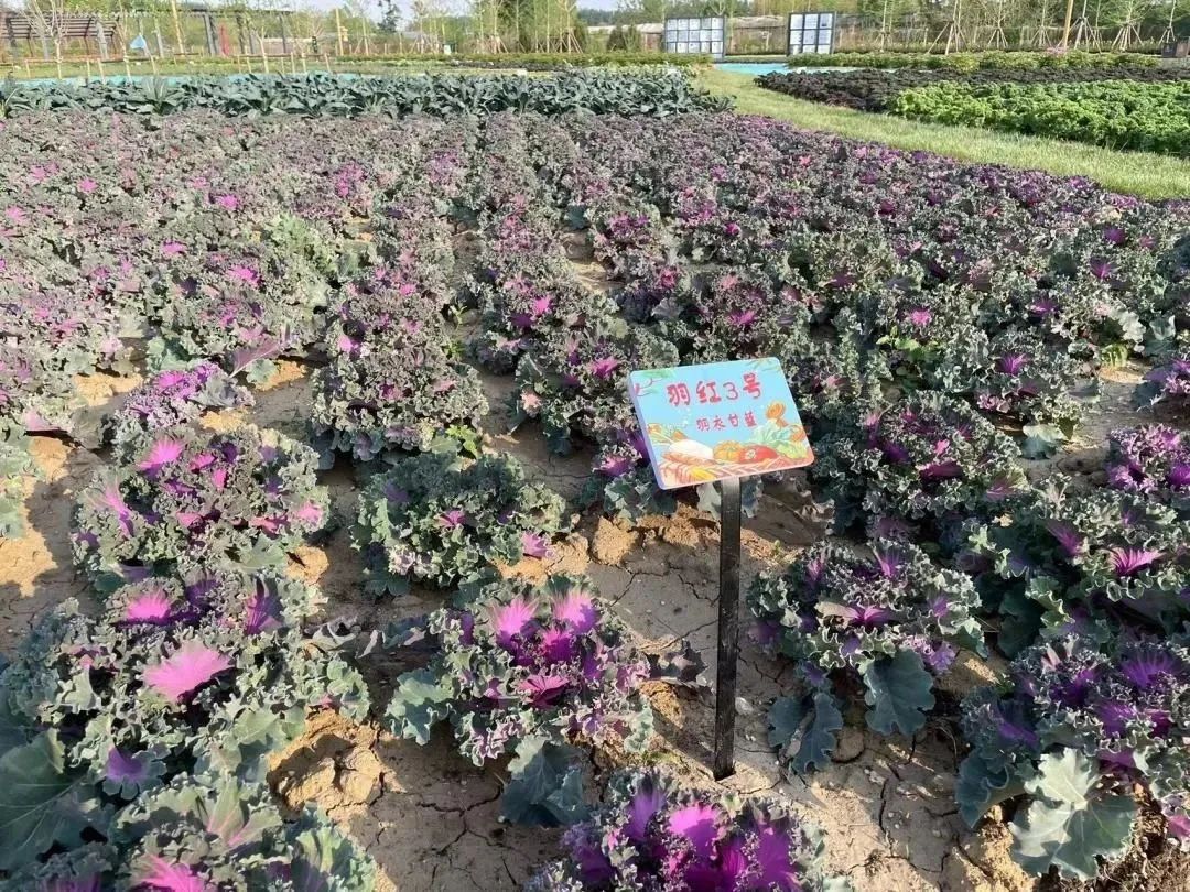 这个蔬艺园，成为推动村庄产业发展的新亮点