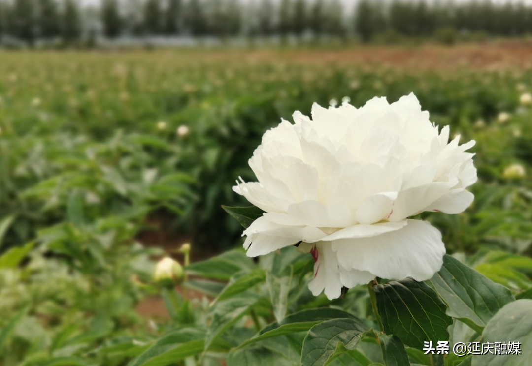 美丽乡村延庆香营乡 芍药花开出致富“新希望”