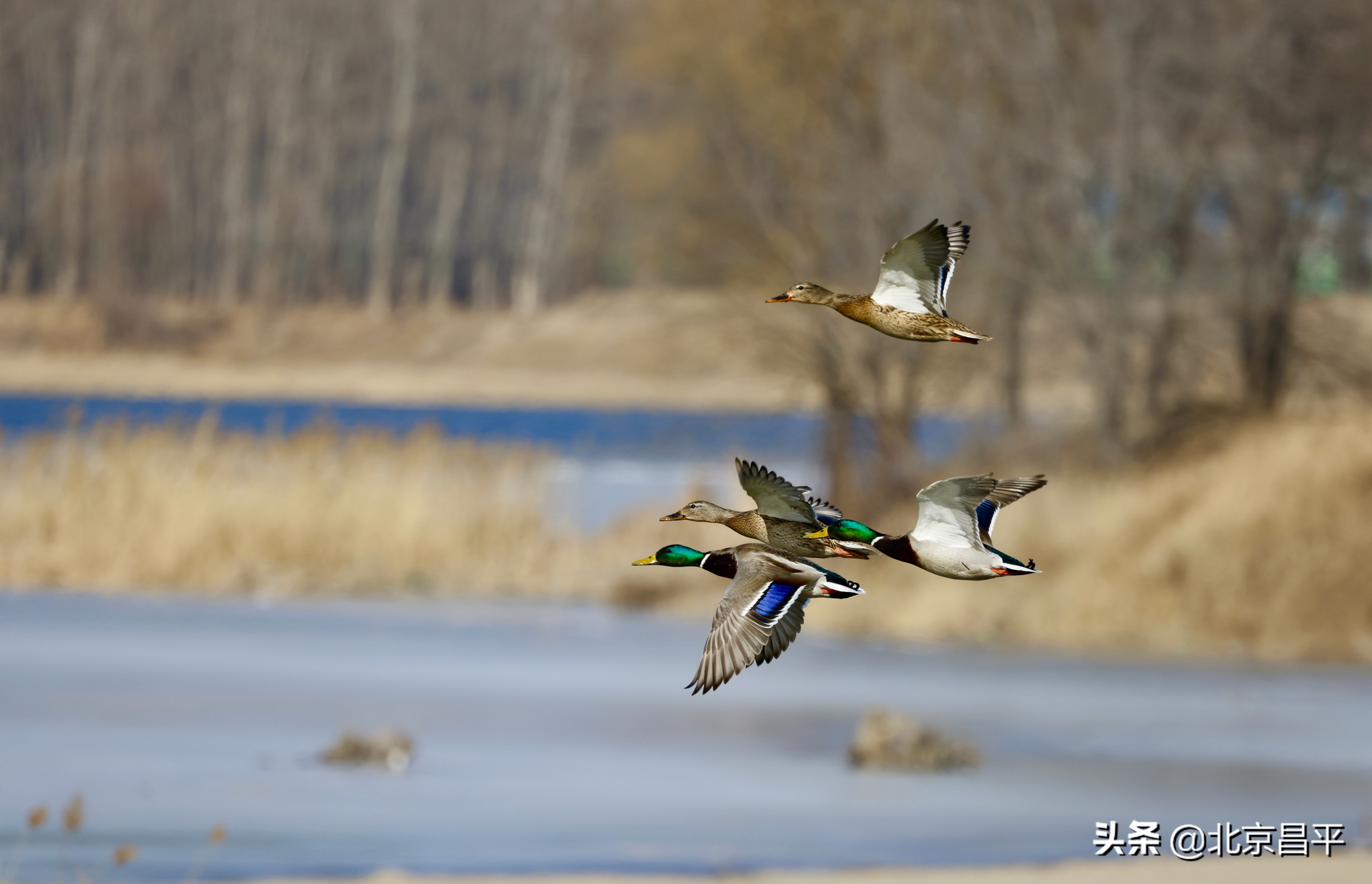 世界野生动植物日丨@昌平人，咱们一起守护珍贵的它！