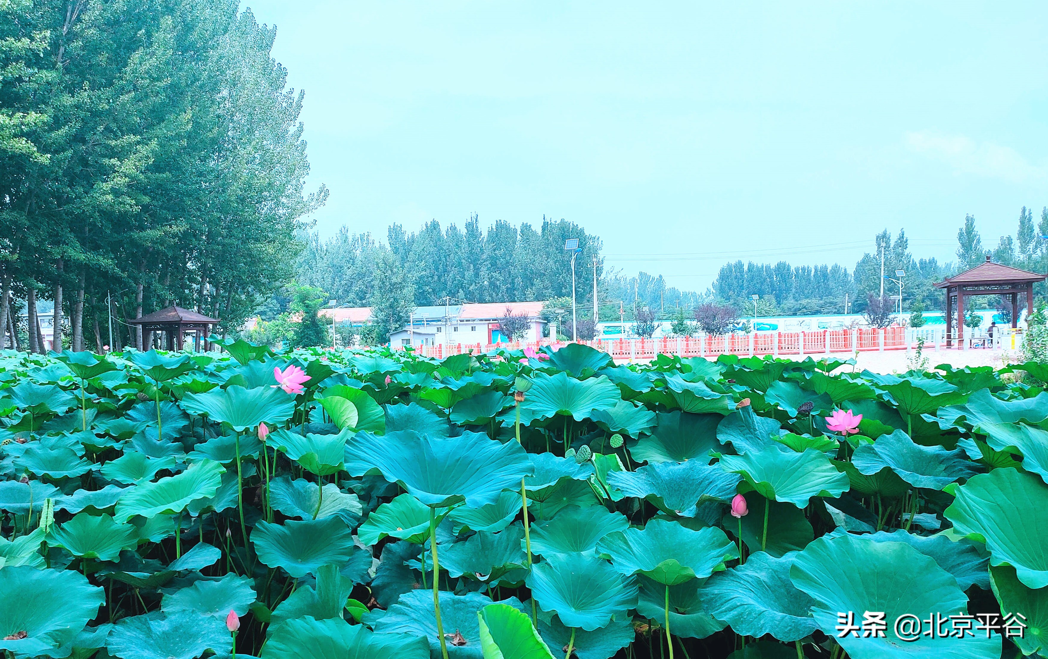 平谷大兴庄镇获批全国农村综合改革标准化试点