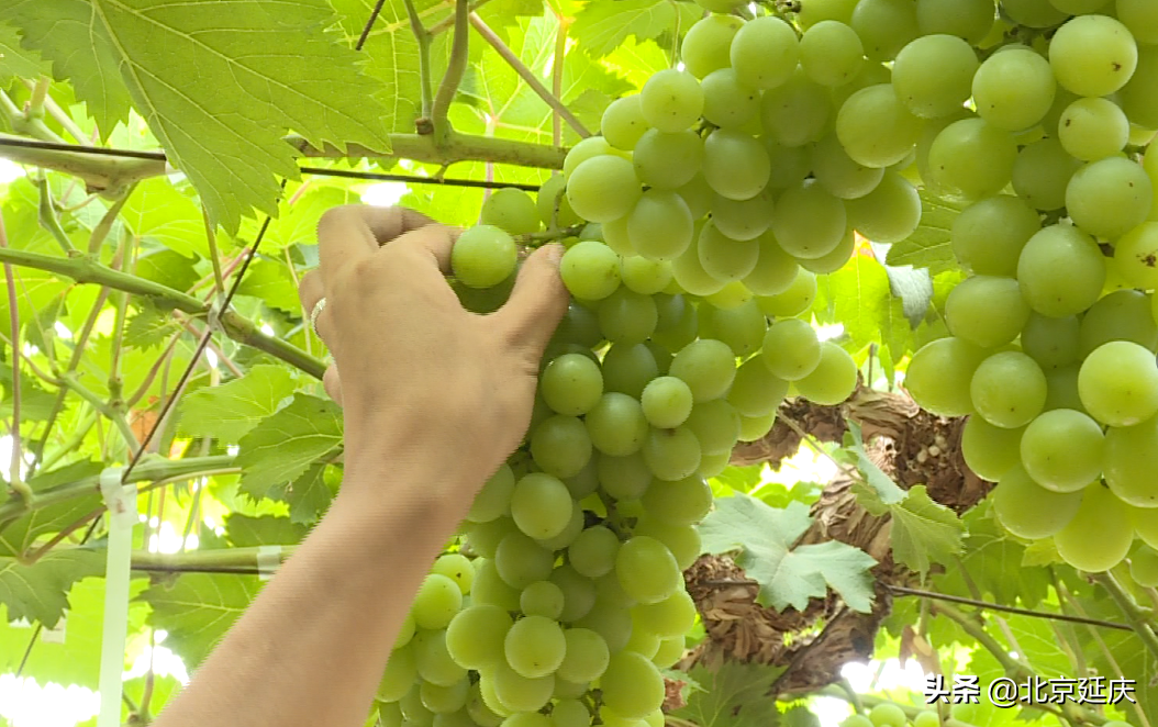 延庆富硒葡萄香满园 为果品产业发展注入新活力