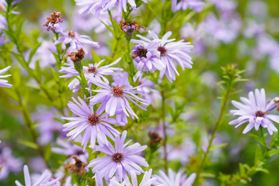 就在明天！衙门口城市森林公园正式开园！又多一个好去处~