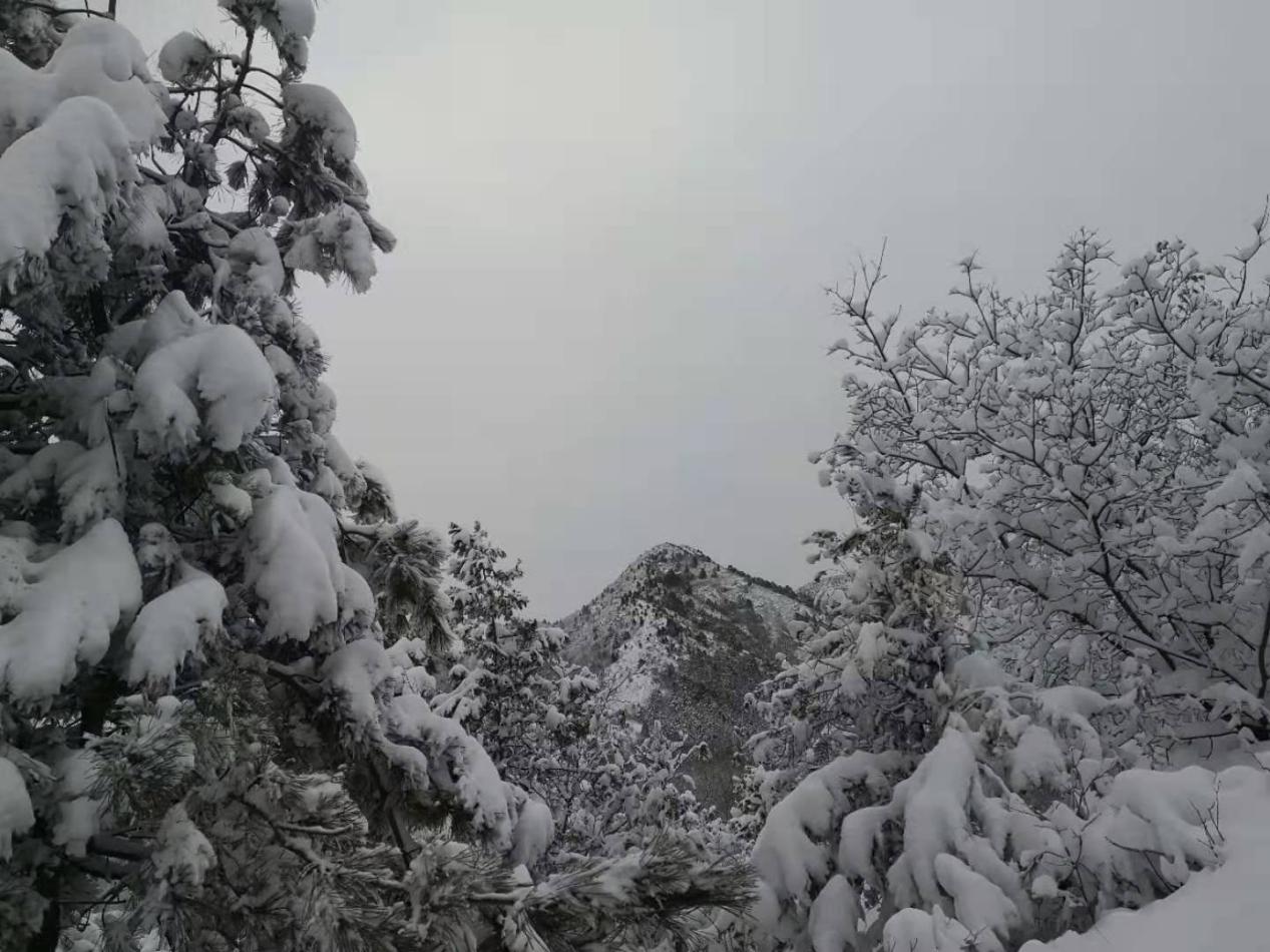 大雪过后，太师屯镇风景美如画
