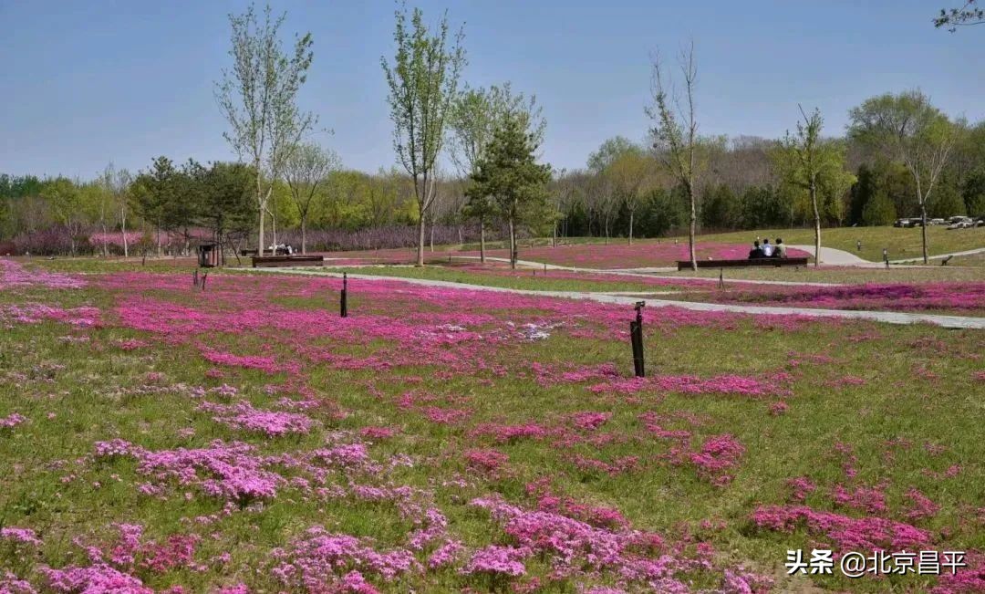 花开正艳！快来昌平这个公园邂逅“粉紫色花海”