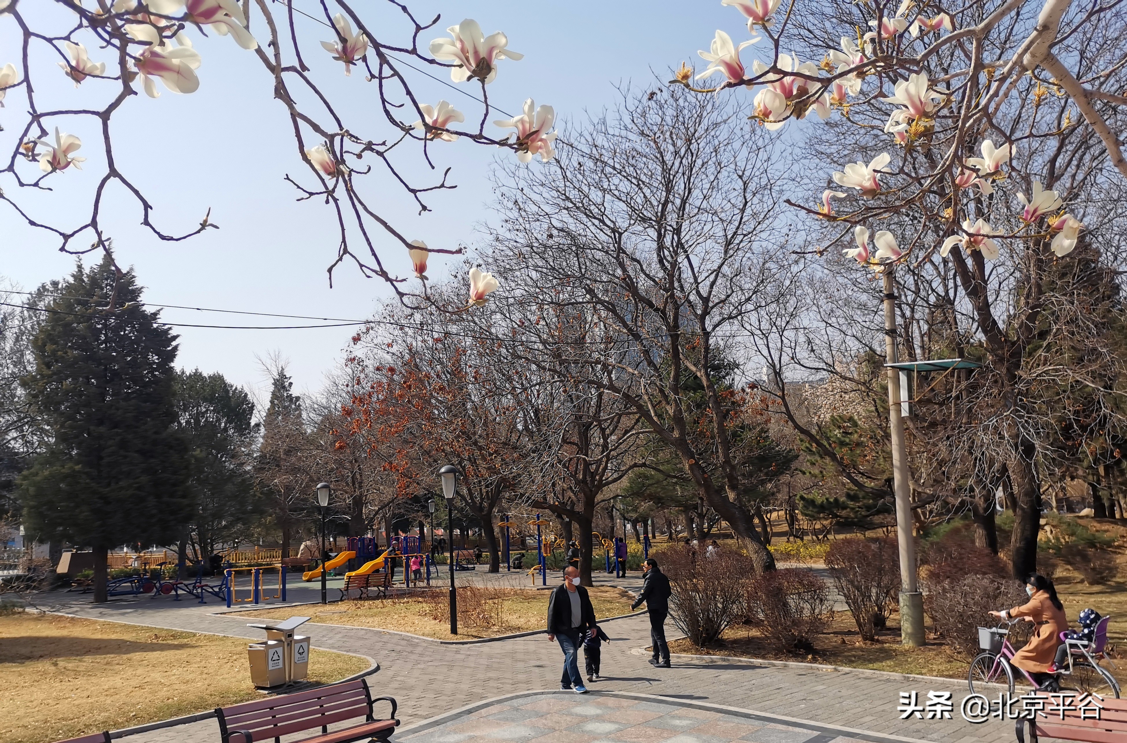 口罩遮住你的脸，却遮不住寻找平谷春天的眼