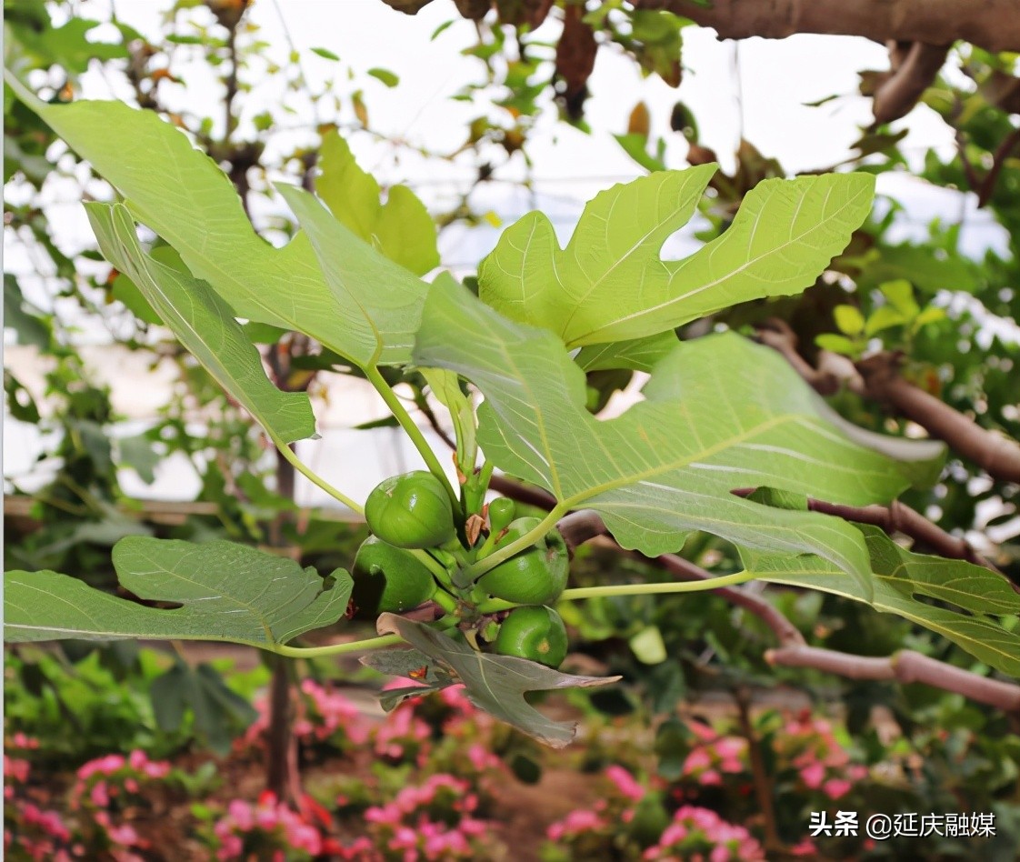 给你美艳暴击，延庆妫州牡丹园牡丹盛放！