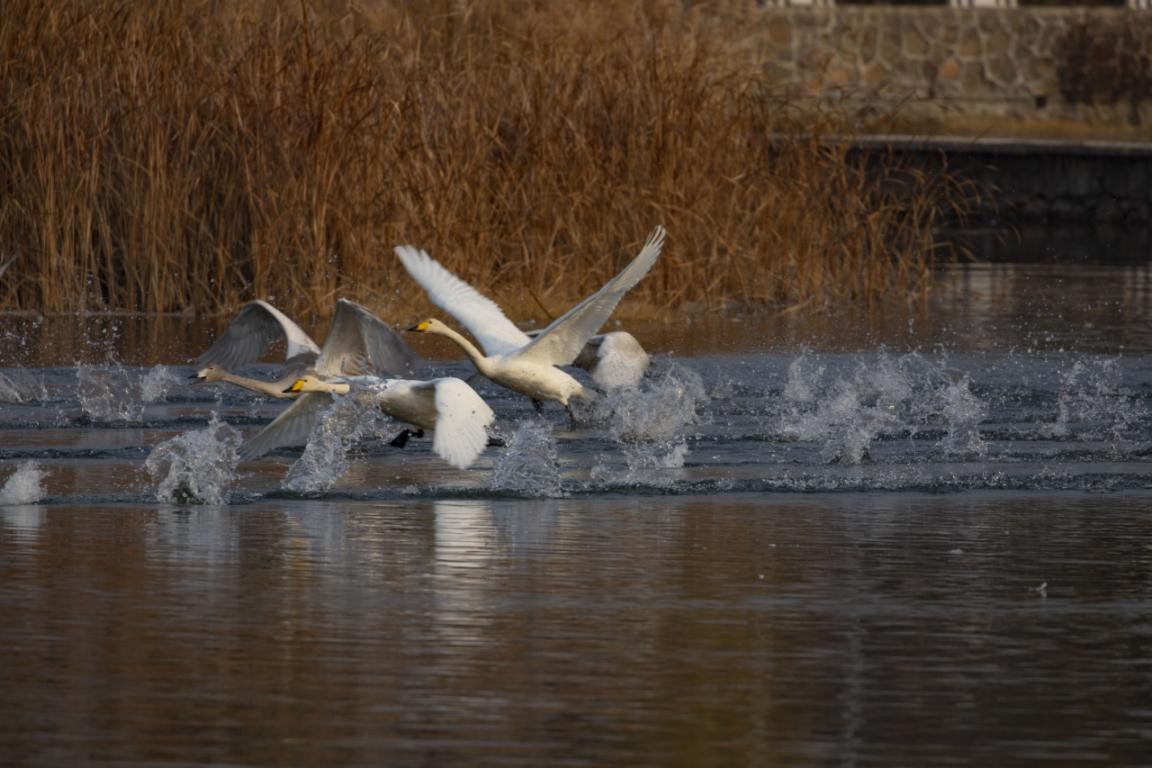太师屯镇清水河秒变“天鹅湖”，引来众多白天鹅栖息