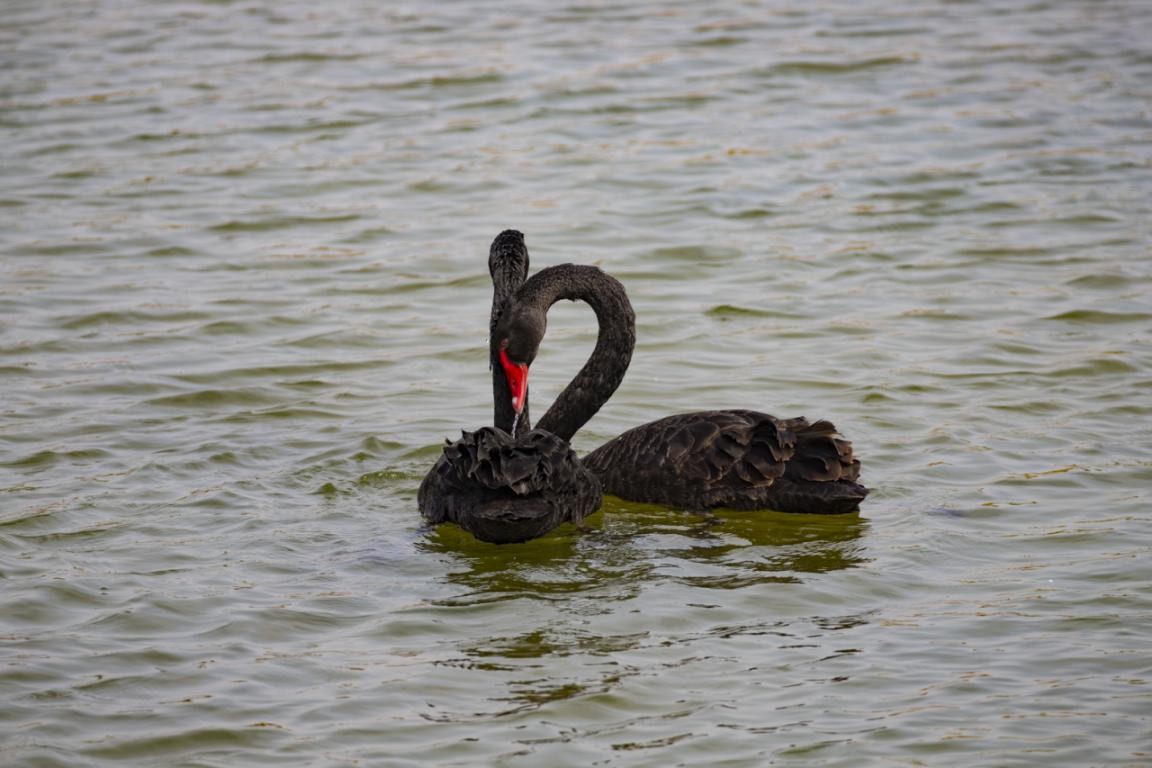 密云区太师屯镇清水河首次引来黑天鹅