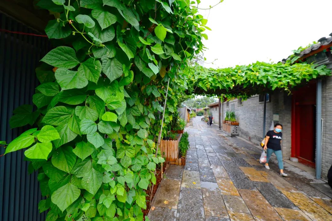 爱我东城 | 京味儿胡同里的“精致”生活