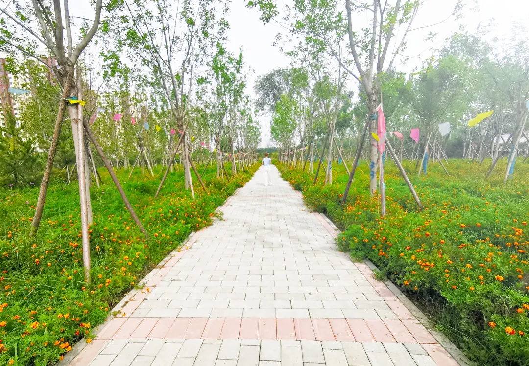 就在明天！衙门口城市森林公园正式开园！又多一个好去处~