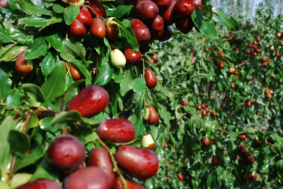 和田大枣香飘北京
