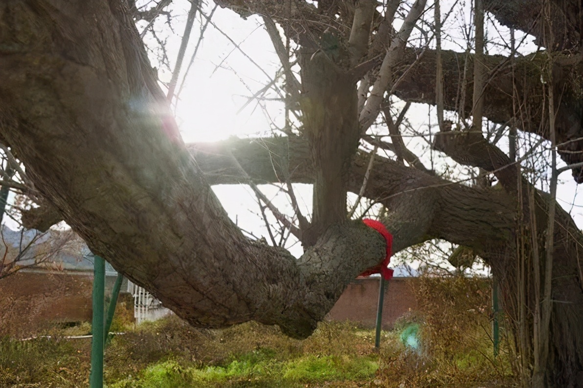 密云区巨各庄镇：千年银杏王 情牵古与今