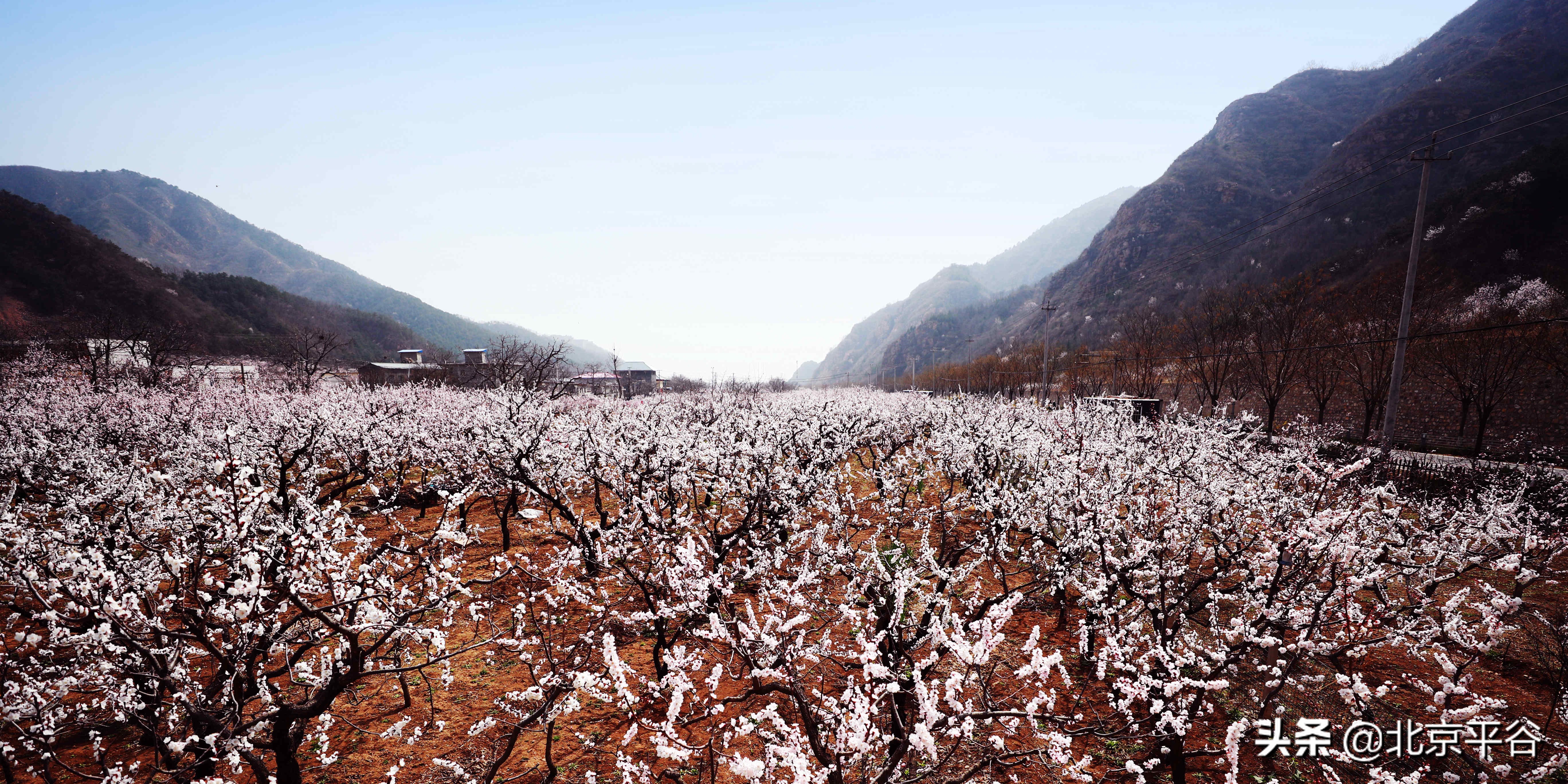 北京平谷 万亩杏花次第开放