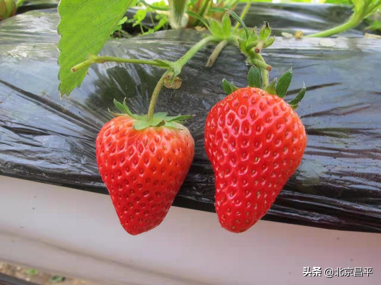 说说咱昌平的草莓，这些你都知道吗？
