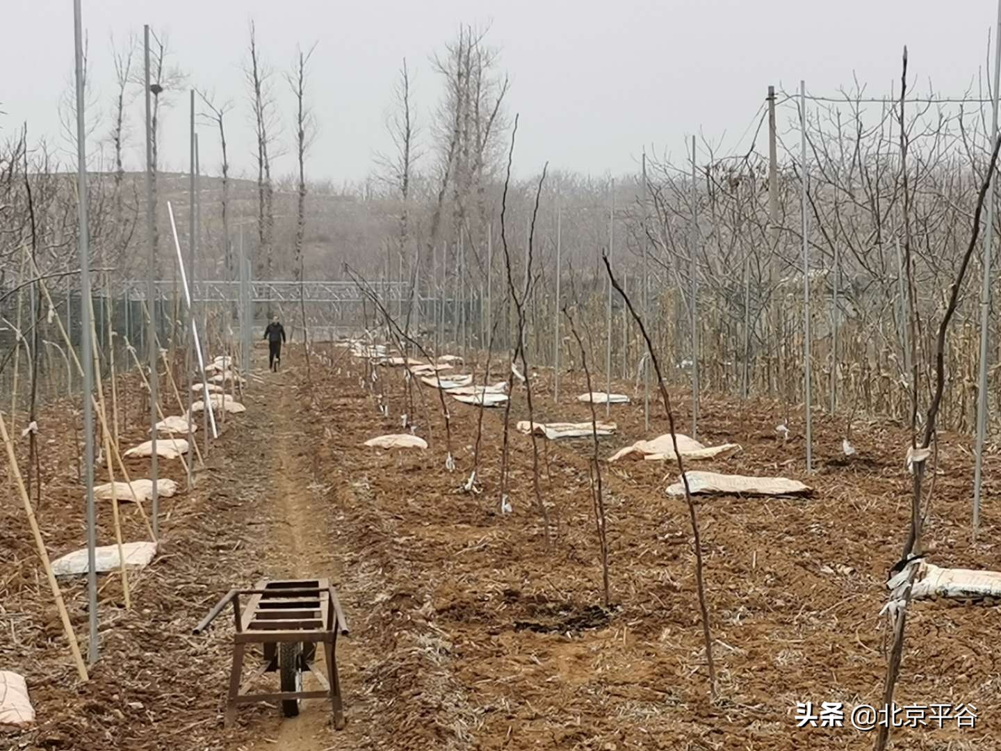 平谷金海湖镇三级联动清“四边”整治提升乡村环境