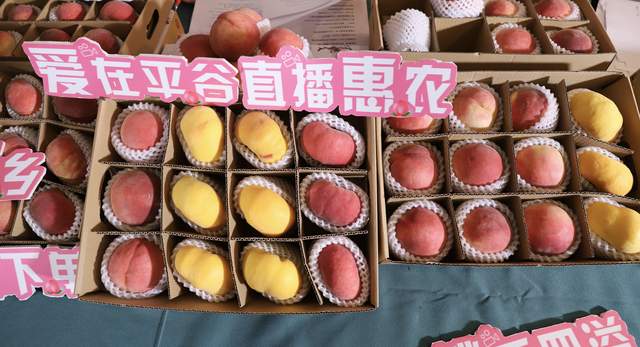 平谷政协发起“惠农公益直播”2小时销售大桃超过4万箱