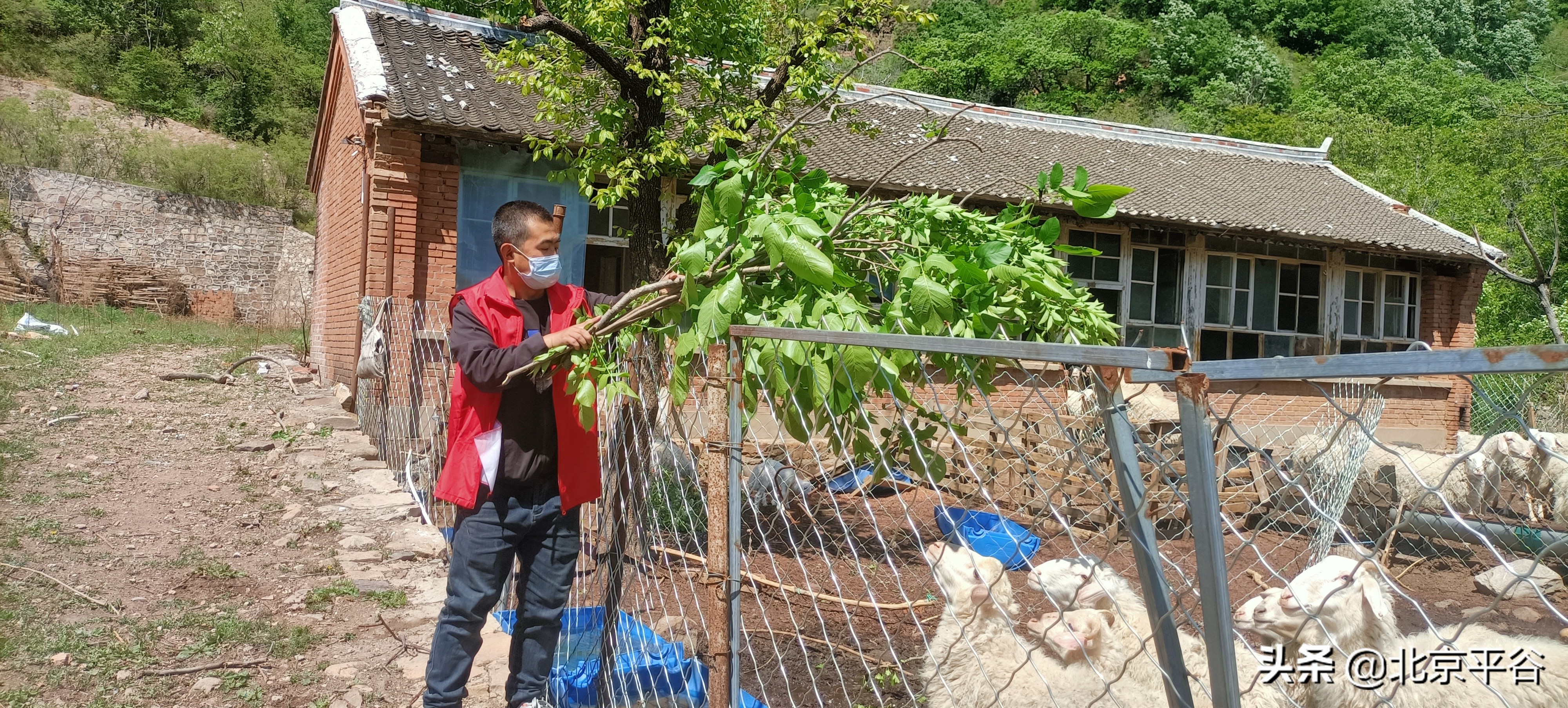 平谷梨树沟村支委变“羊倌”帮隔离村民喂羊