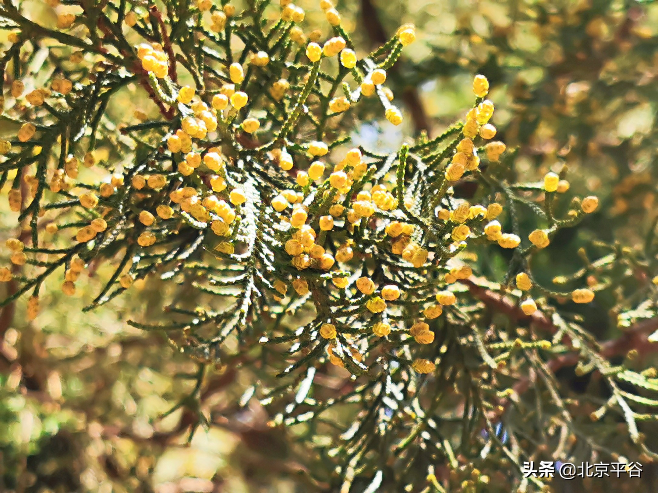 口罩遮住你的脸，却遮不住寻找平谷春天的眼