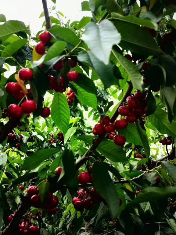 爱心助农，顺义消费节上线本地农品专场