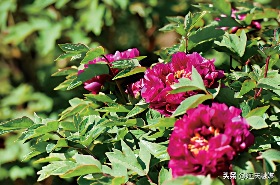 给你美艳暴击，延庆妫州牡丹园牡丹盛放！