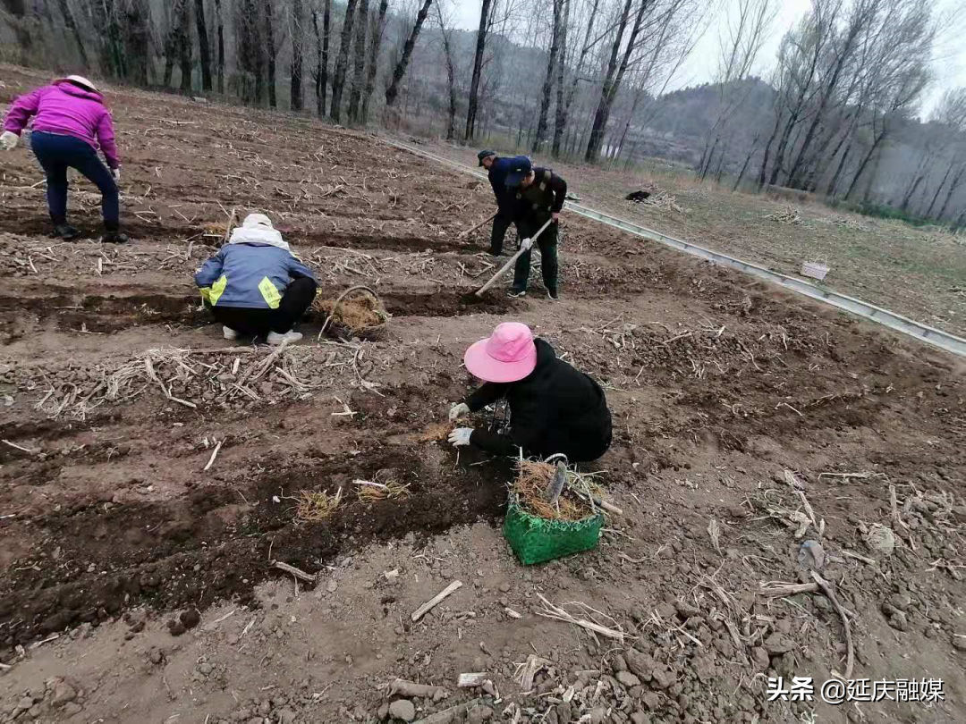延庆千家店镇山水画廊里的中草药种植，带动村民增收致富