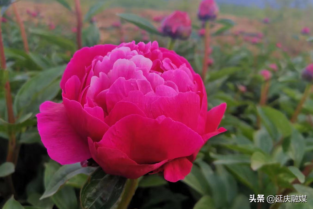 美丽乡村延庆香营乡 芍药花开出致富“新希望”