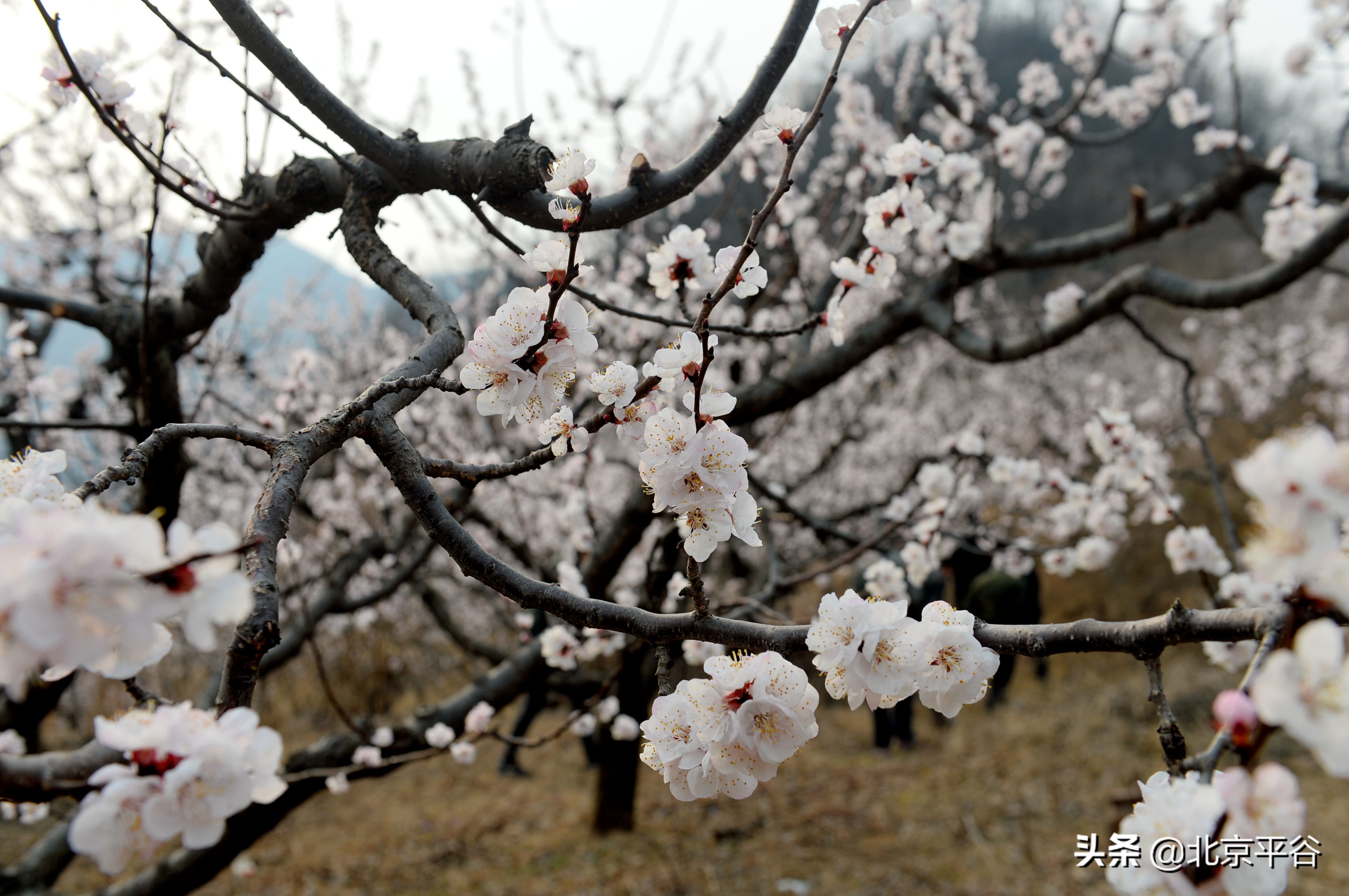 北京平谷 万亩杏花次第开放
