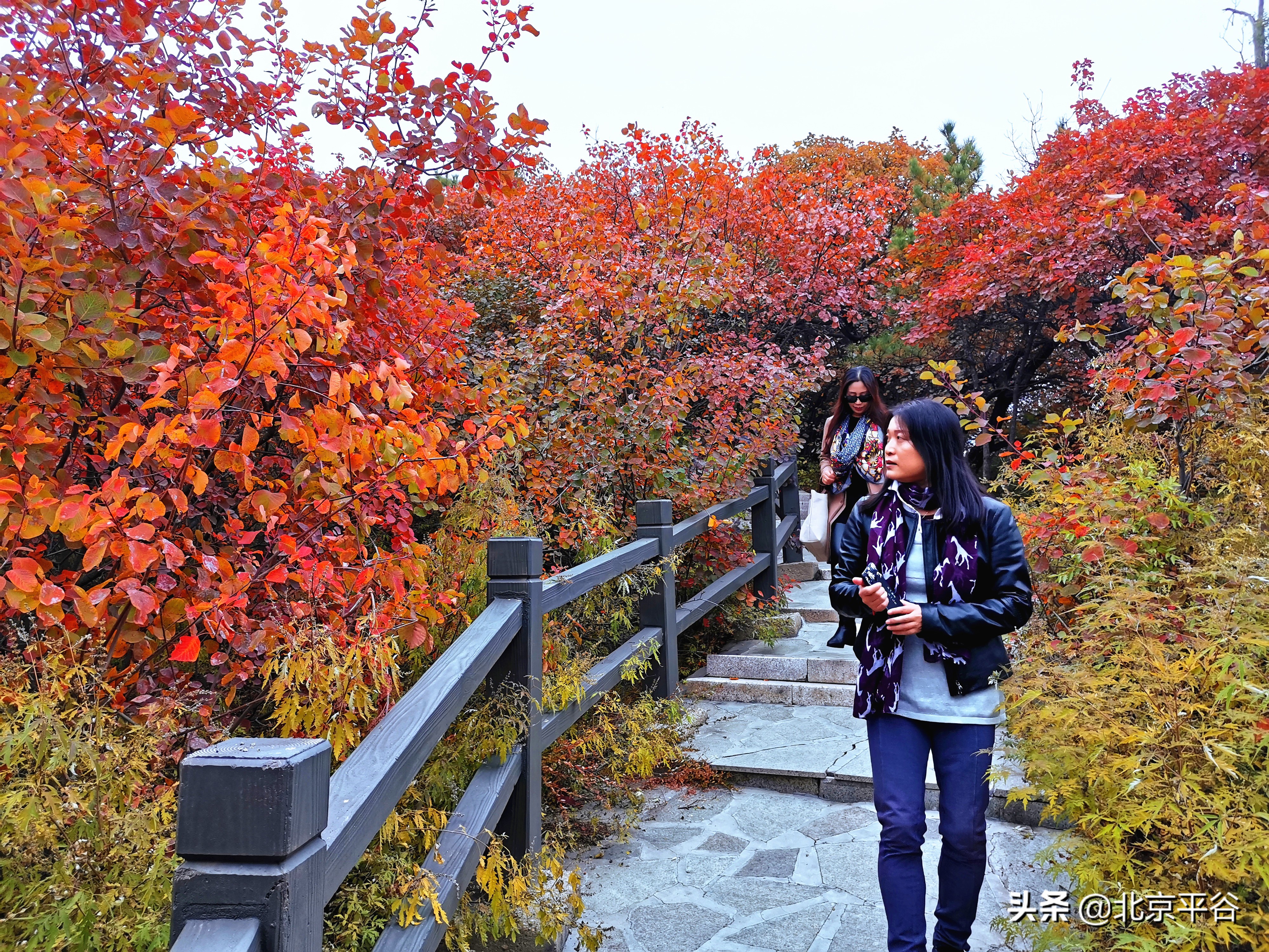 平谷金海湖开启红叶观赏季