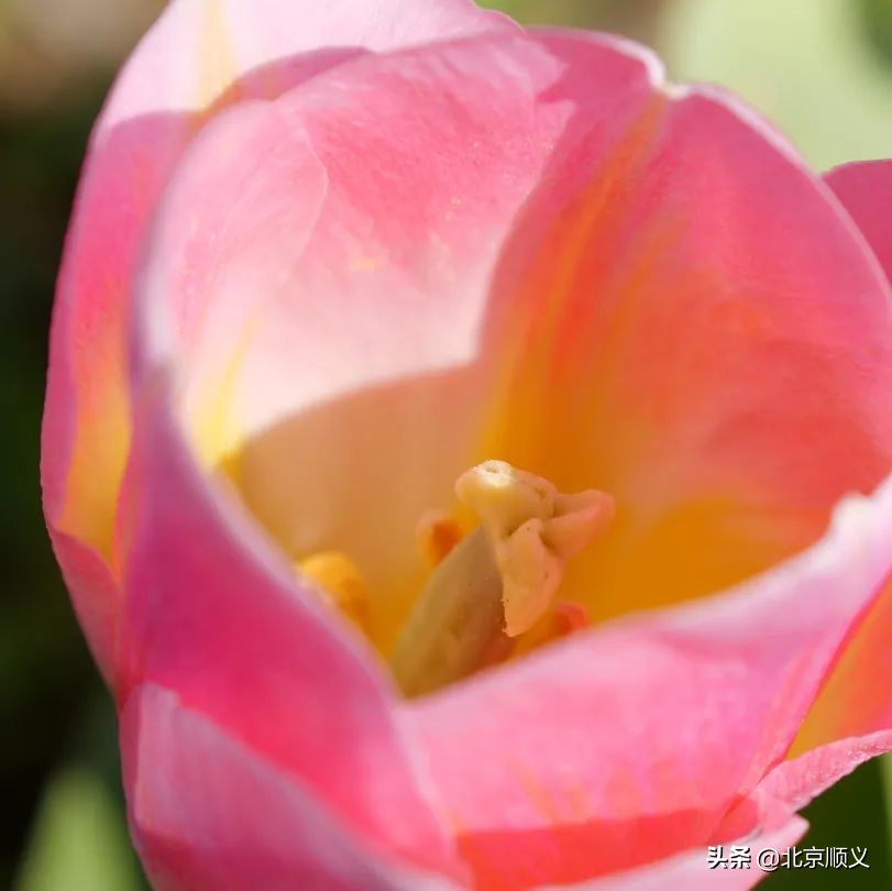 2022年北京郁金香文化节开幕，顺义融媒带您抢先看！