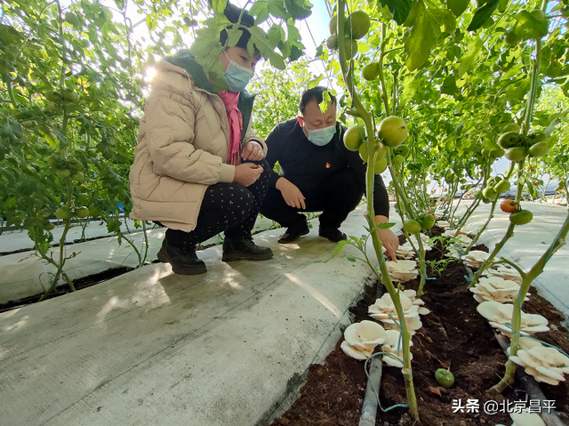 番茄套种小白玉菇！今年，市民来昌平采摘有了新选择