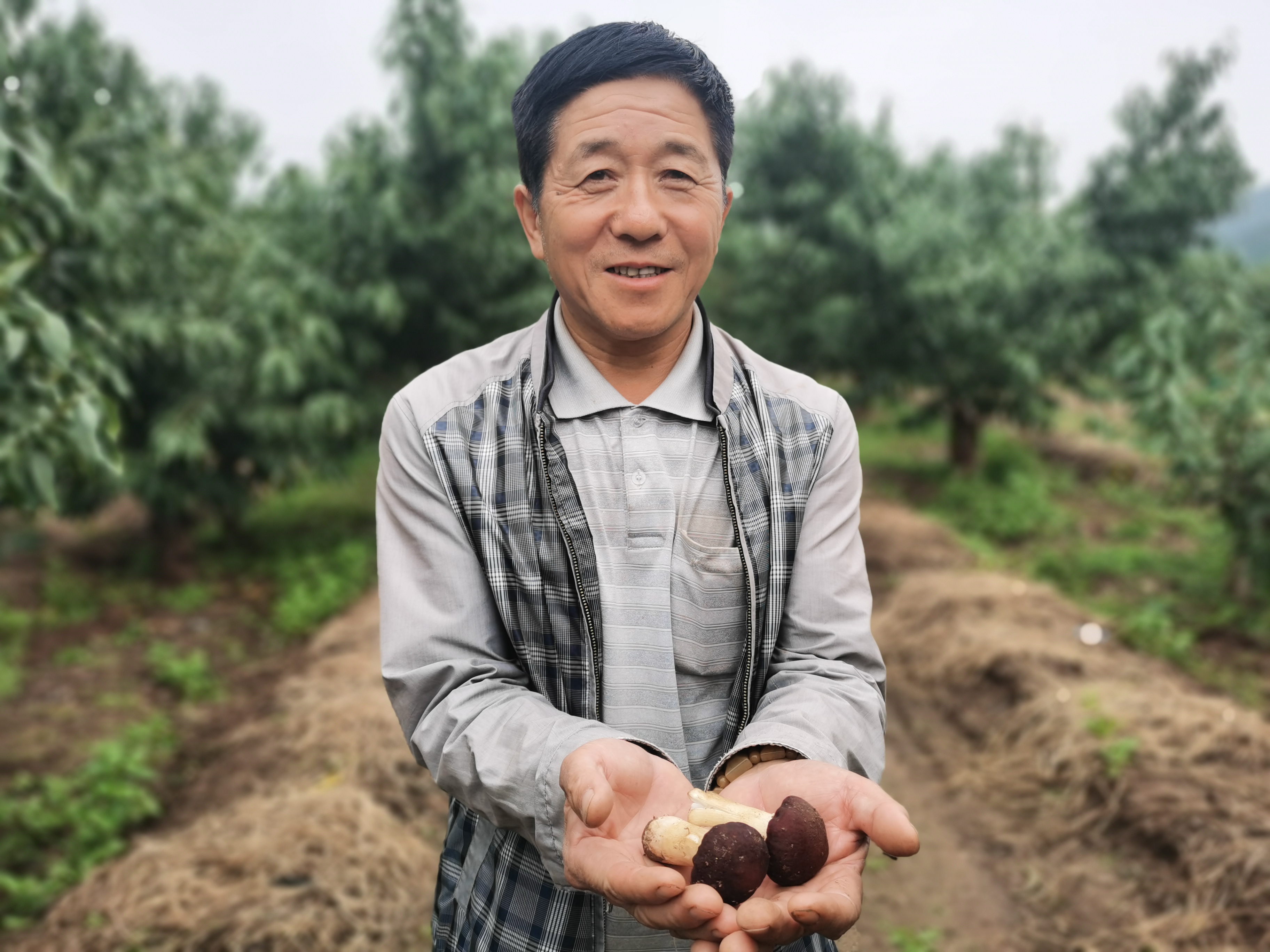 鲜桃季后收菌菇 平谷大华山镇种植赤松茸撑起“致富伞”
