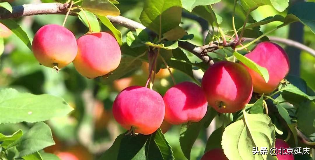 村企联合打造生态乡村 延庆香营乡海棠为媒奏响乡村振兴“交响曲”