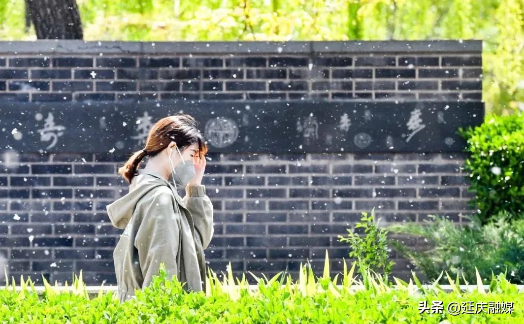 延庆区园林绿化局多措并举积极开展飞絮治理工作