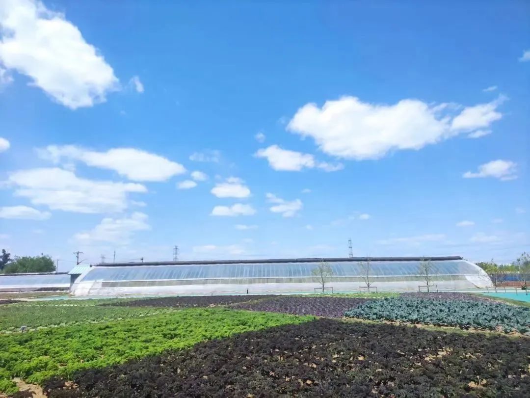 这个蔬艺园，成为推动村庄产业发展的新亮点
