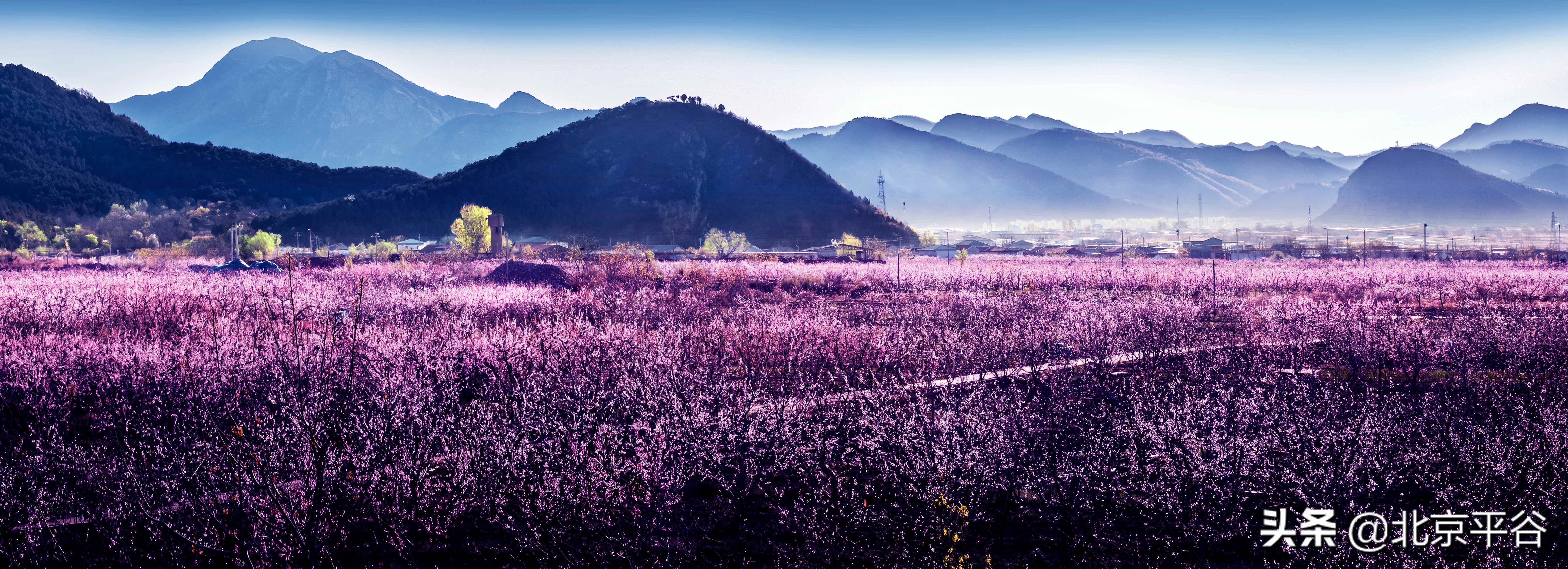 平谷携手阿里巴巴 世界级景观平谷桃花海云上绽放