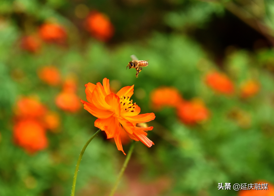万万没想到！延庆的花海如此锦绣斑斓，简直美醉~