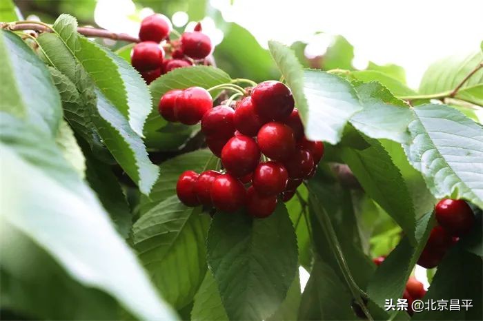 十三陵镇：打通“绿色通道” ，护航樱桃销售！