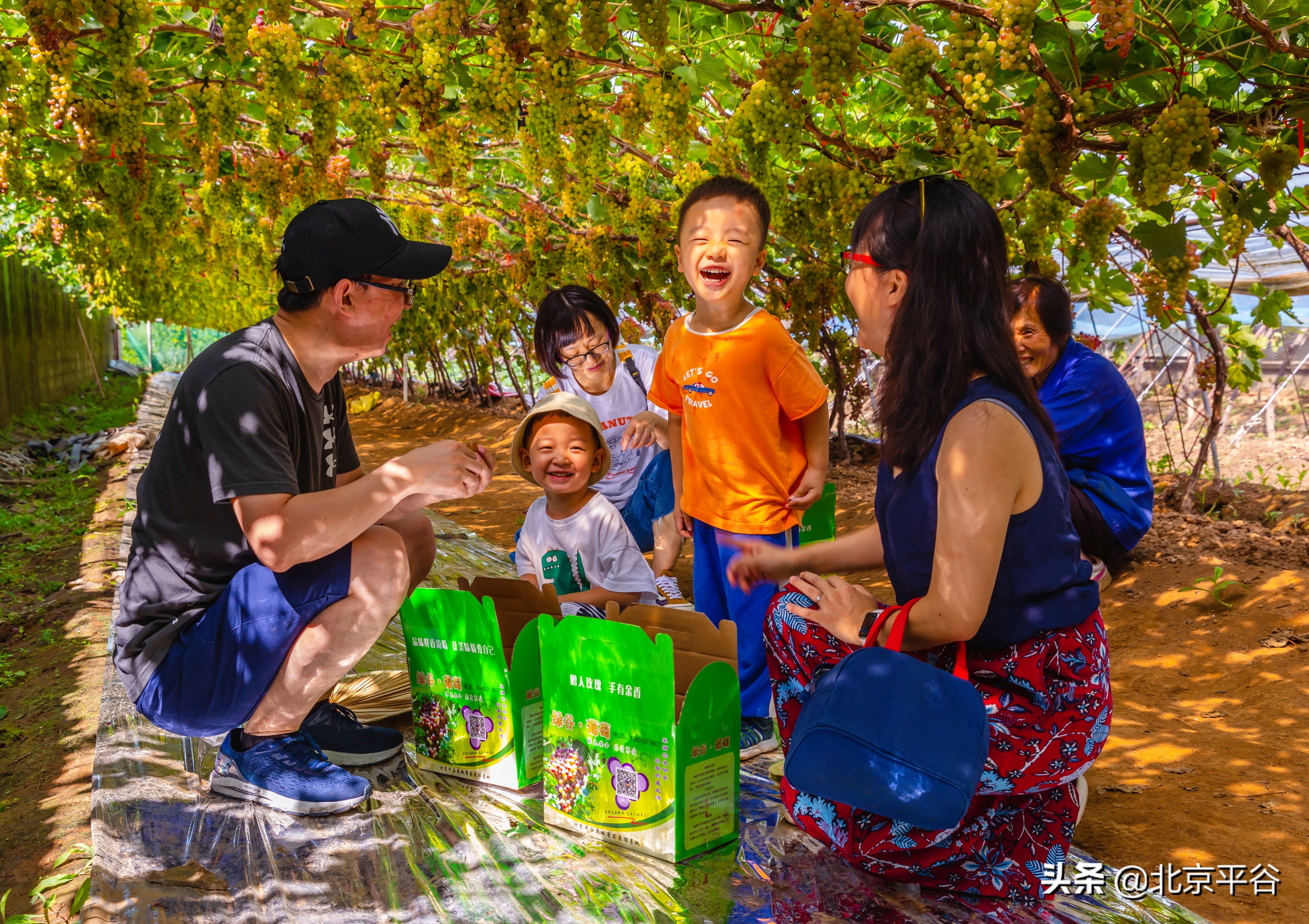 30万斤“网红葡萄” 平谷马坊甜蜜上市