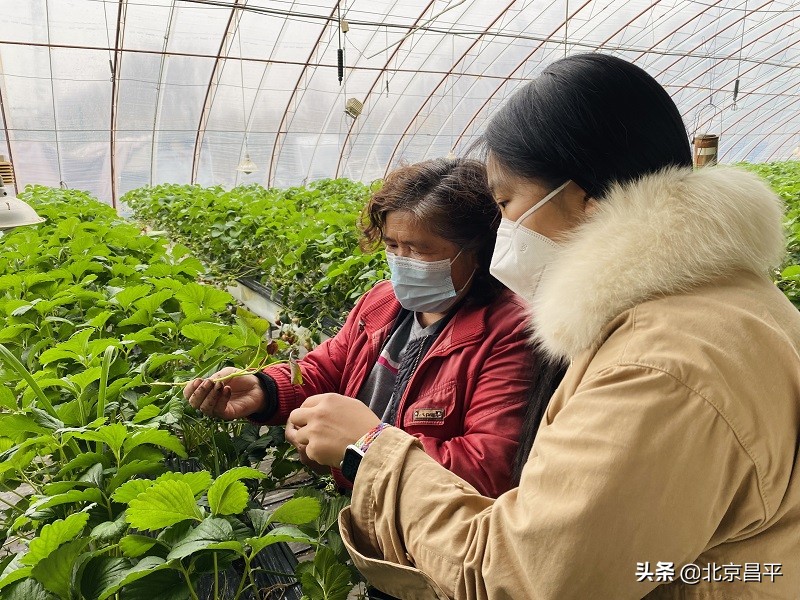 草莓套种红薯，昌平农户种出“增收果”！