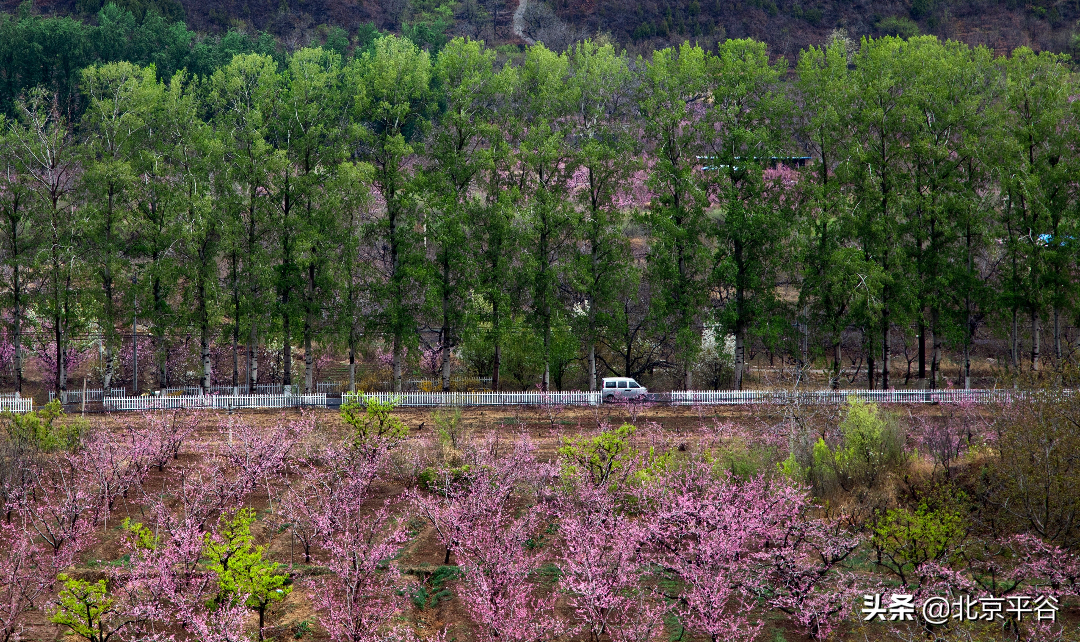 平谷携手阿里巴巴 世界级景观平谷桃花海云上绽放