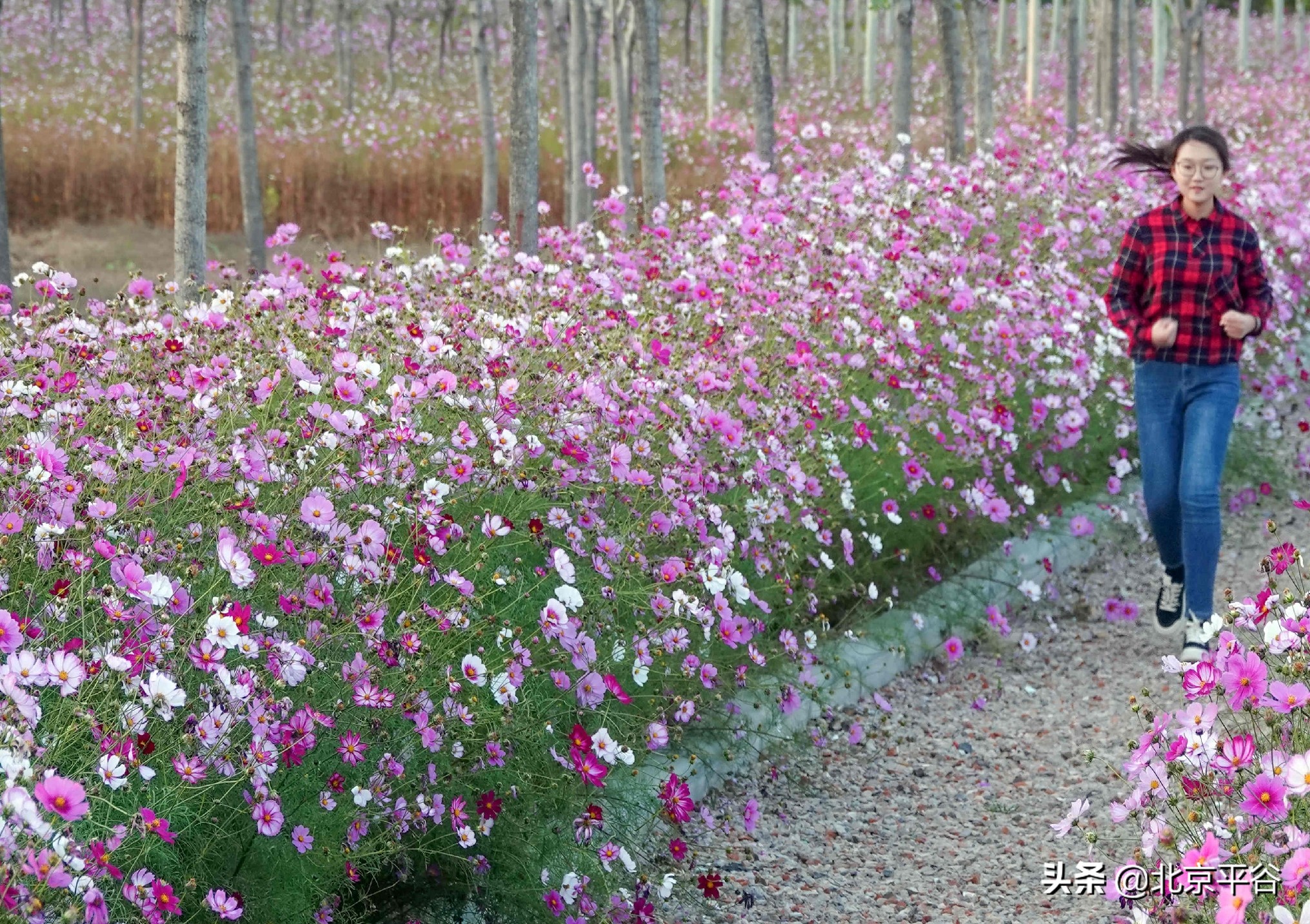 打造农村综合体！这个秋天，遇见平谷“大美周庄”
