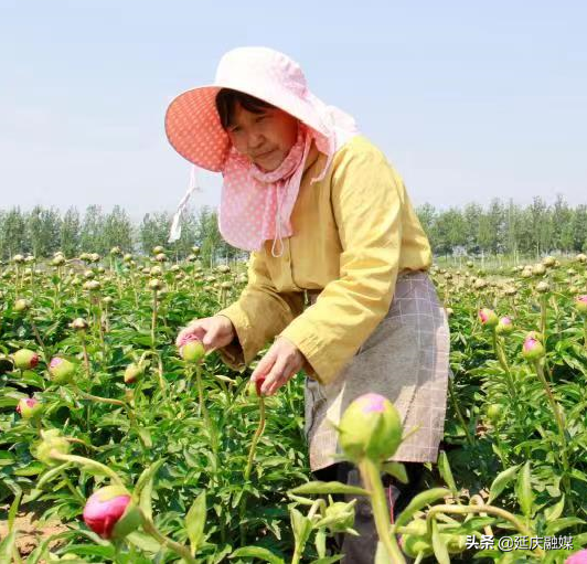 美丽乡村延庆香营乡 芍药花开出致富“新希望”