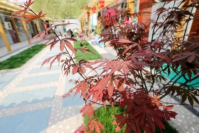 决胜全面小康 共享幸福东城 | 东直门街道：王家园35号院的全新蜕变