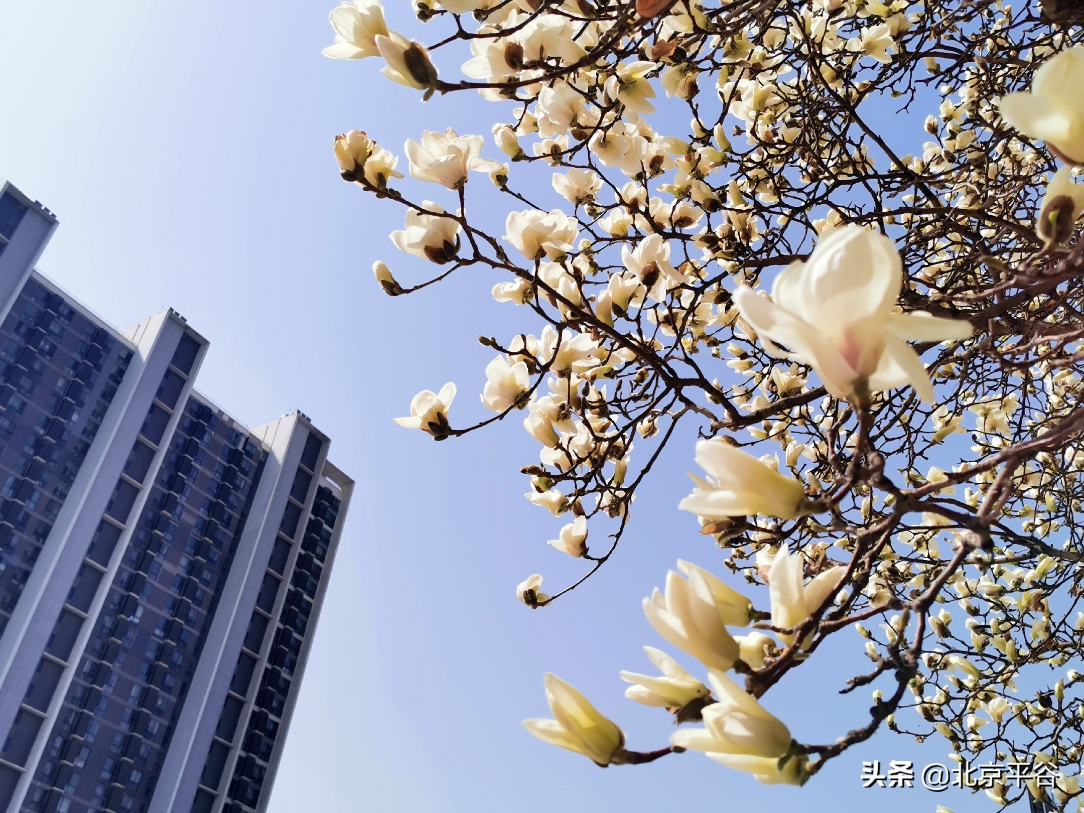 口罩遮住你的脸，却遮不住寻找平谷春天的眼