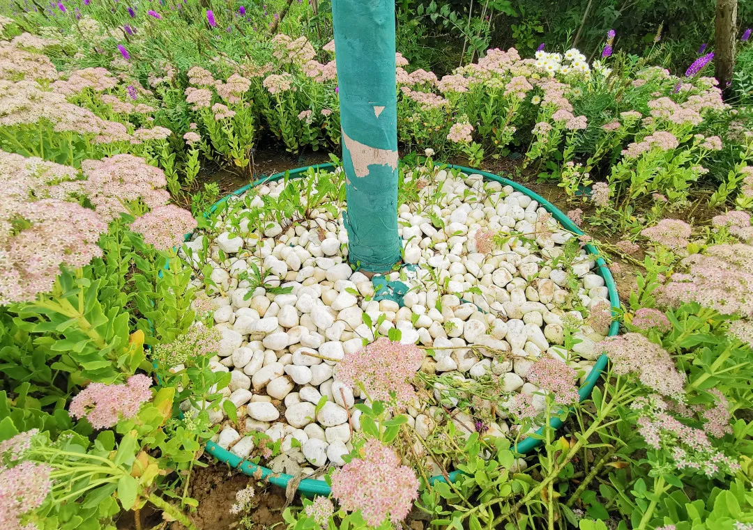 就在明天！衙门口城市森林公园正式开园！又多一个好去处~