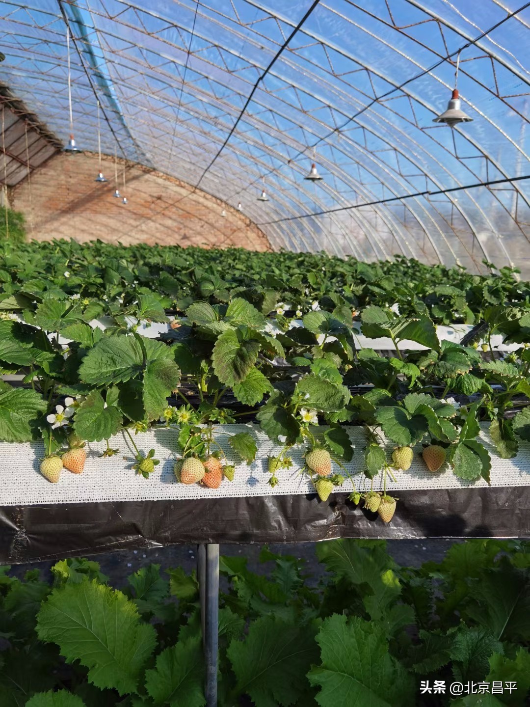 有颜有实力！这颗“白富美”稳坐C位