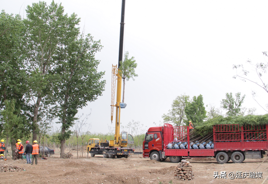 7900余亩造林开启！延庆又要添新绿～