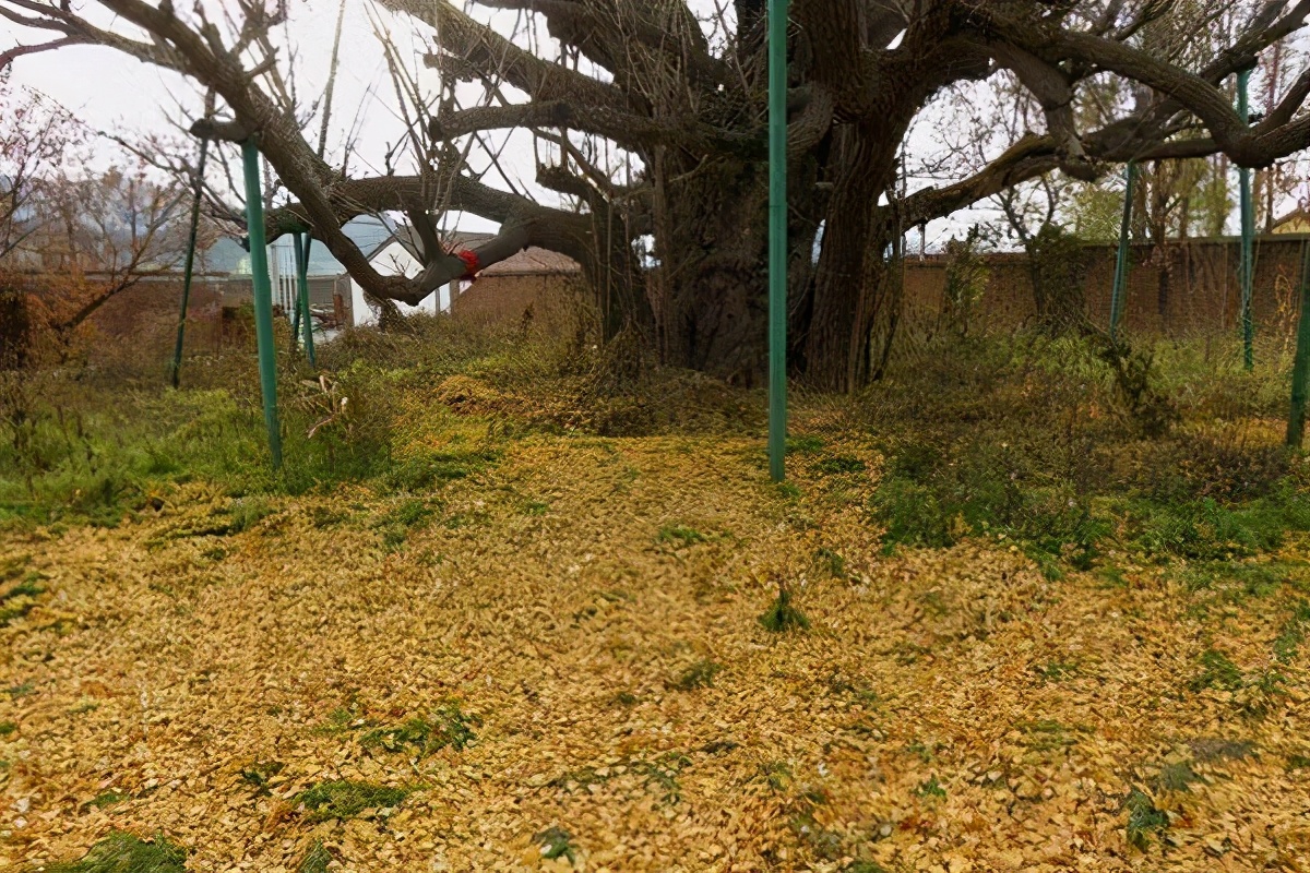 密云区巨各庄镇：千年银杏王 情牵古与今